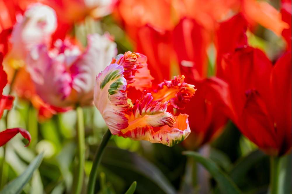 Tulipan 'Apricot Parrot'